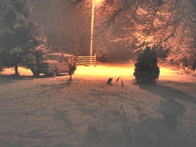 my front yard, covered in snow