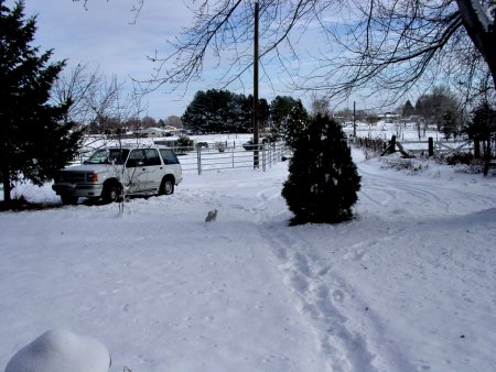 snow in my front yard