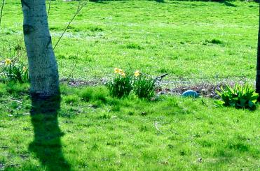 3/20/03: Sunny Day, Daffodils