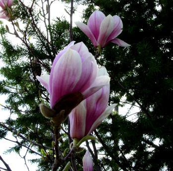 3/30/03: Magnolias