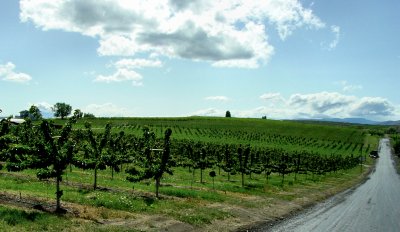 Yakima orchard, road, sky