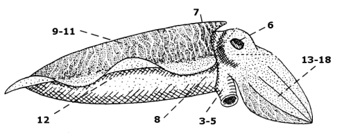 cuttlefish body