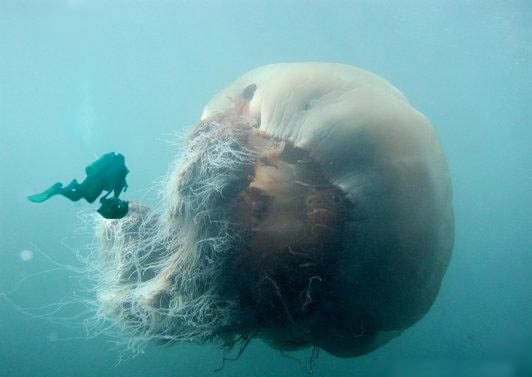 Huge jellyfish