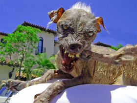 Ugliest dog in the world