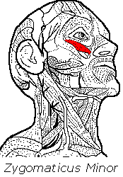 The zygomaticus minor facial muscle.